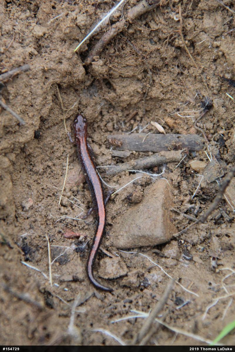 Eastern Red-backed  Salamander