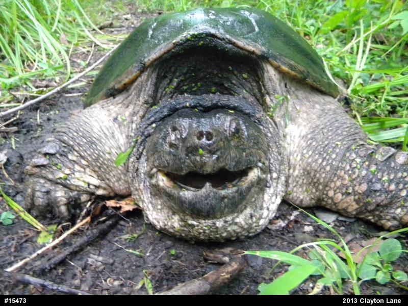 Snapping Turtle