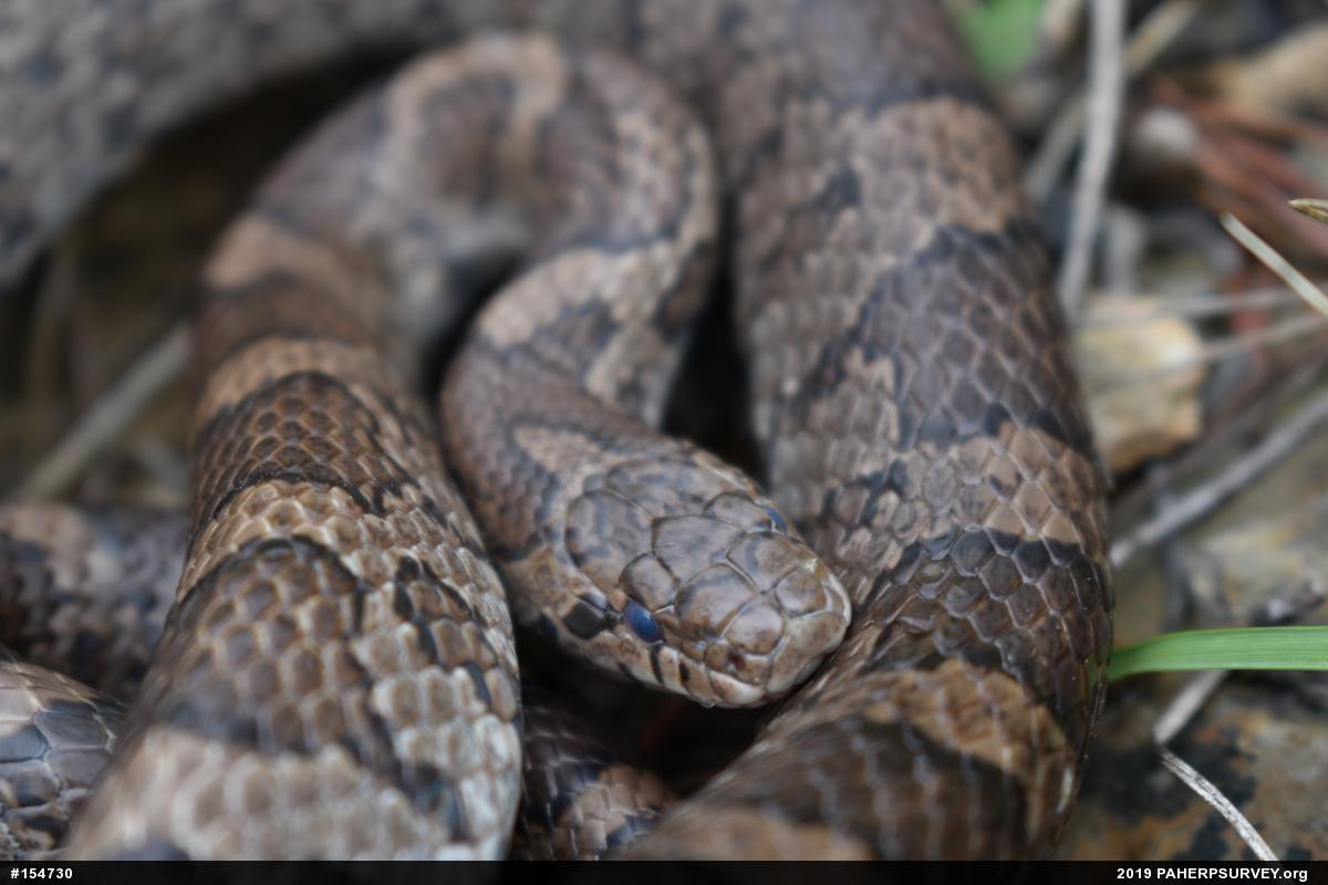 Eastern Milksnake