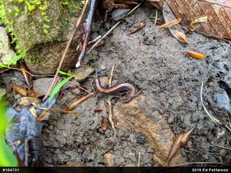 Eastern Red-backed  Salamander