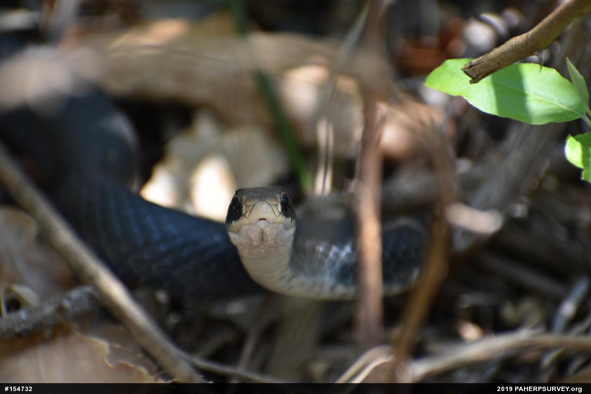 Northern Black Racer