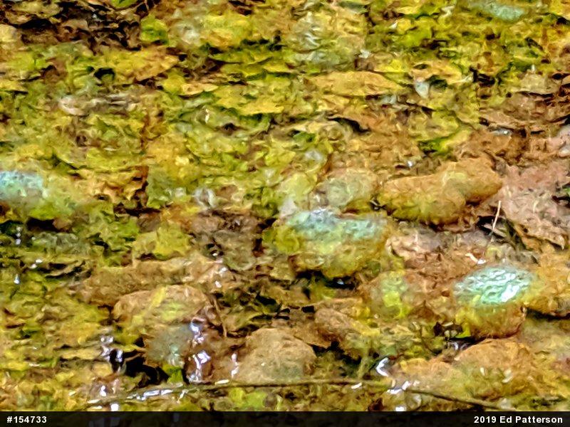 Spotted Salamander