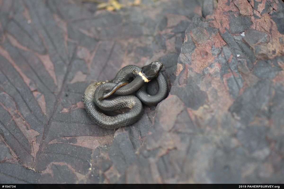 Northern Ring-necked Snake