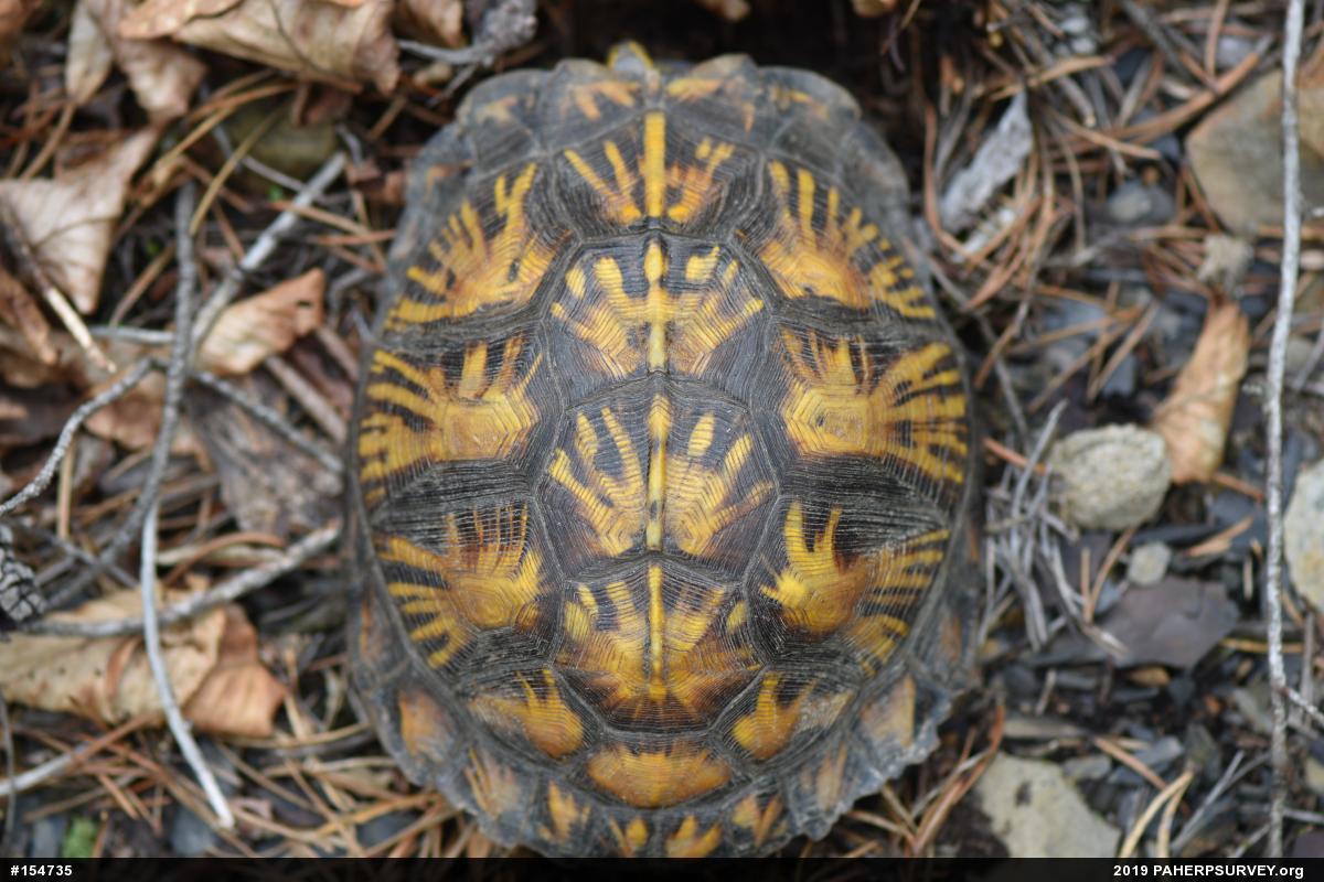 Eastern Box Turtle