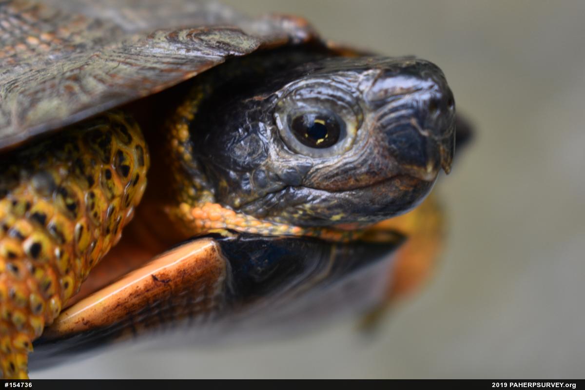 Wood Turtle