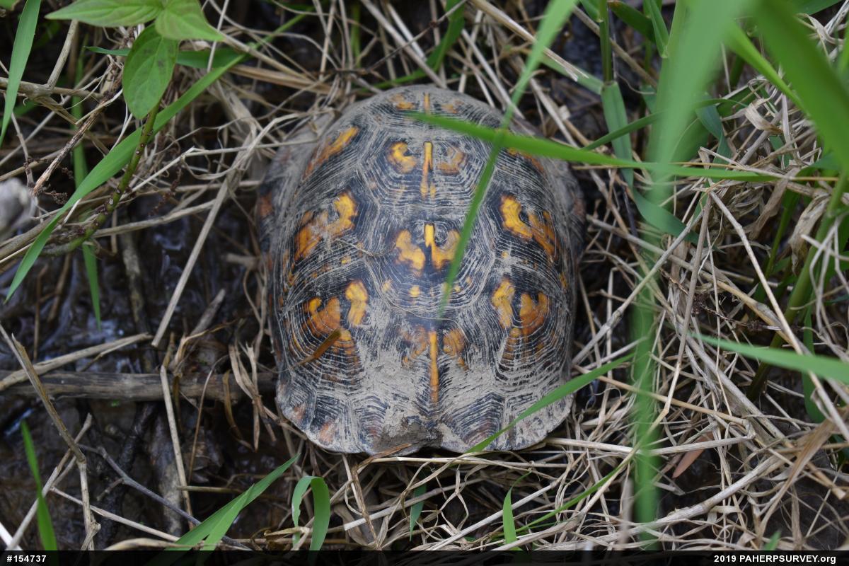 Eastern Box Turtle