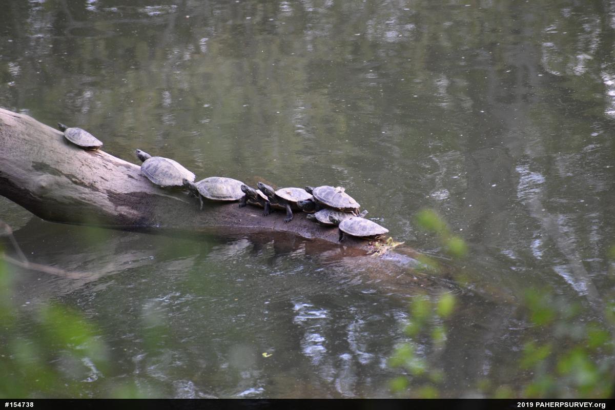 Northern Map Turtle