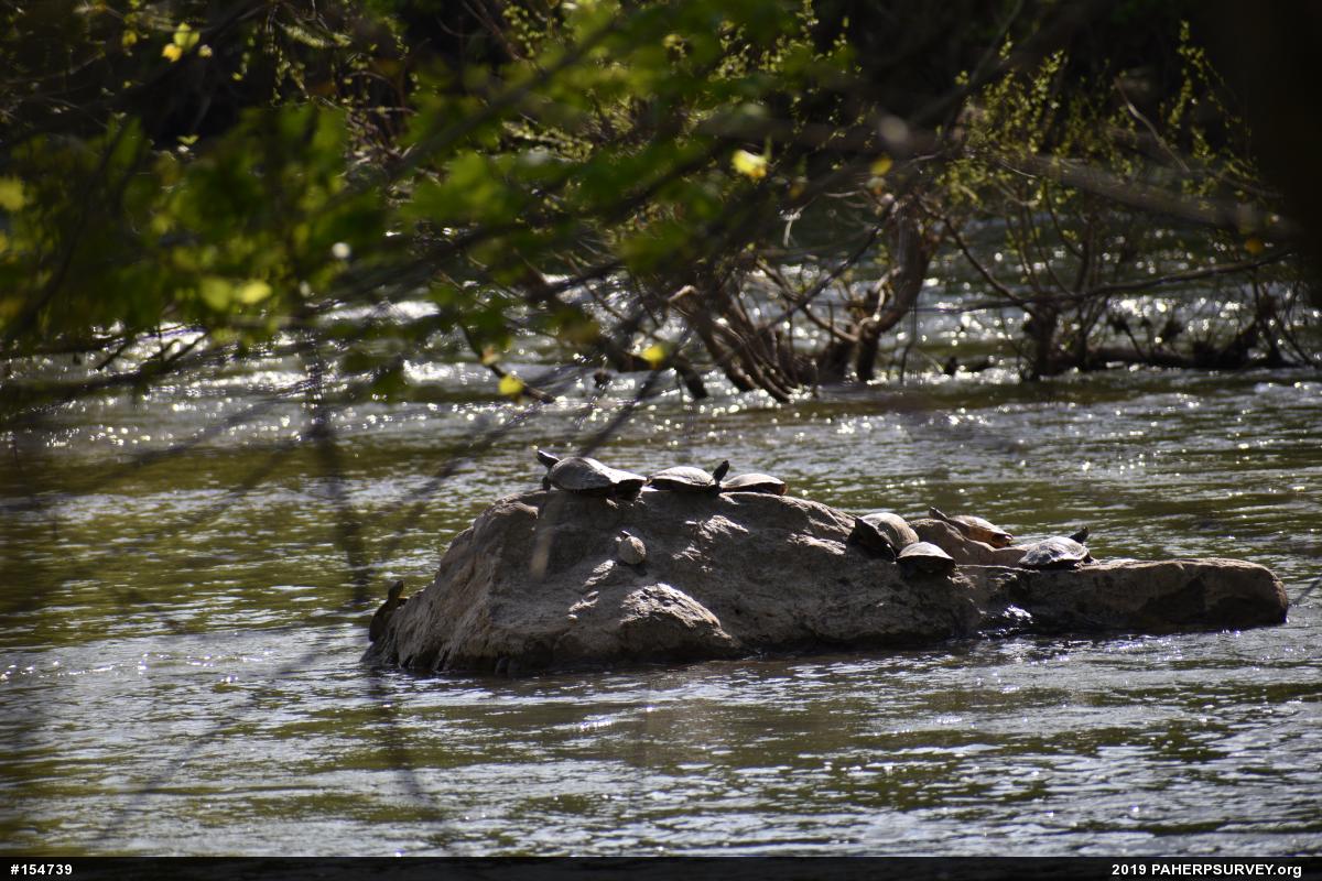 Northern Map Turtle