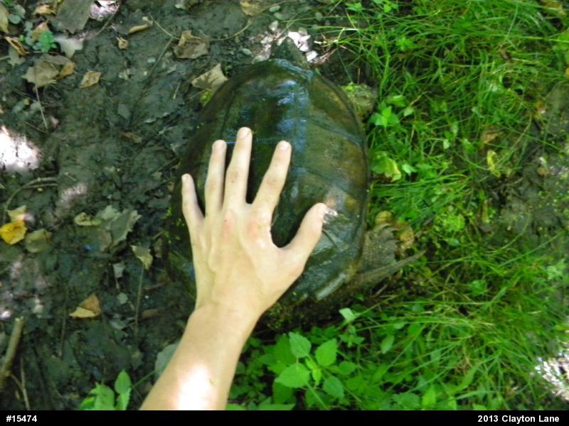Snapping Turtle