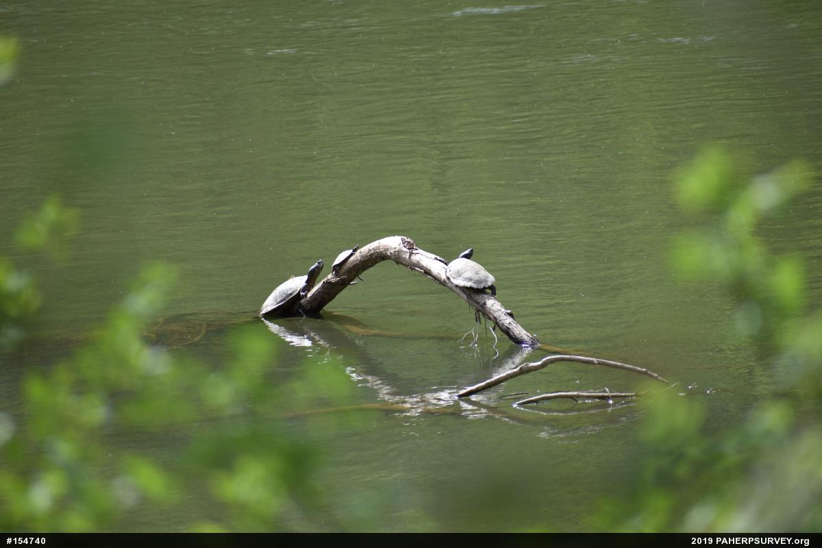 Northern Map Turtle