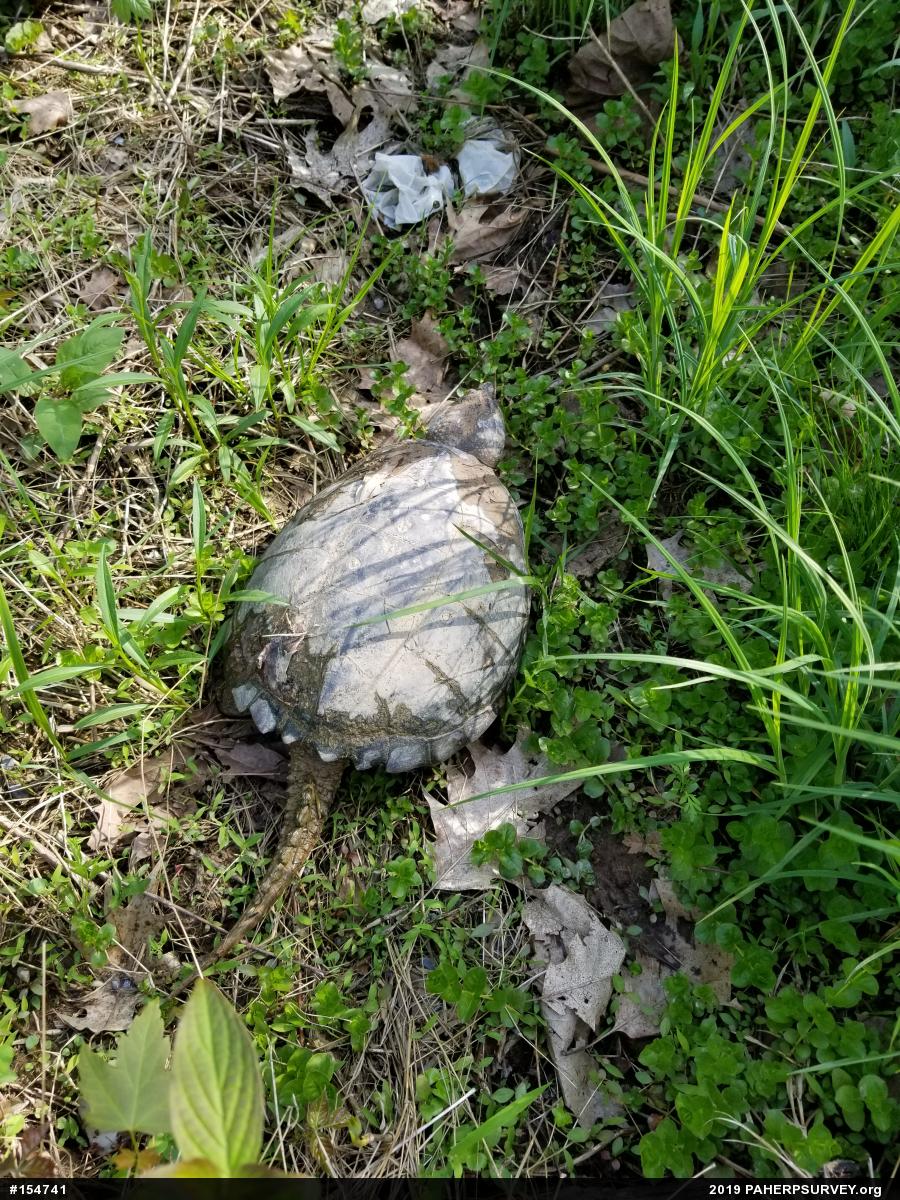 Snapping Turtle