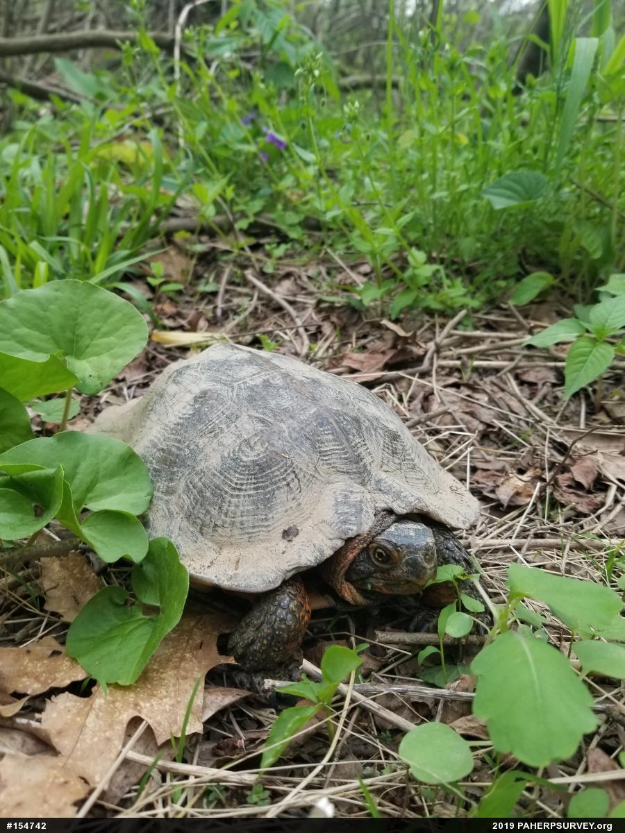 Wood Turtle