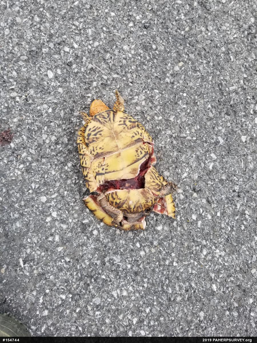 Eastern Box Turtle