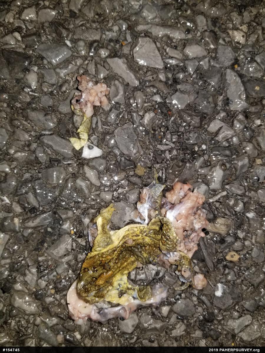 Eastern American Toad