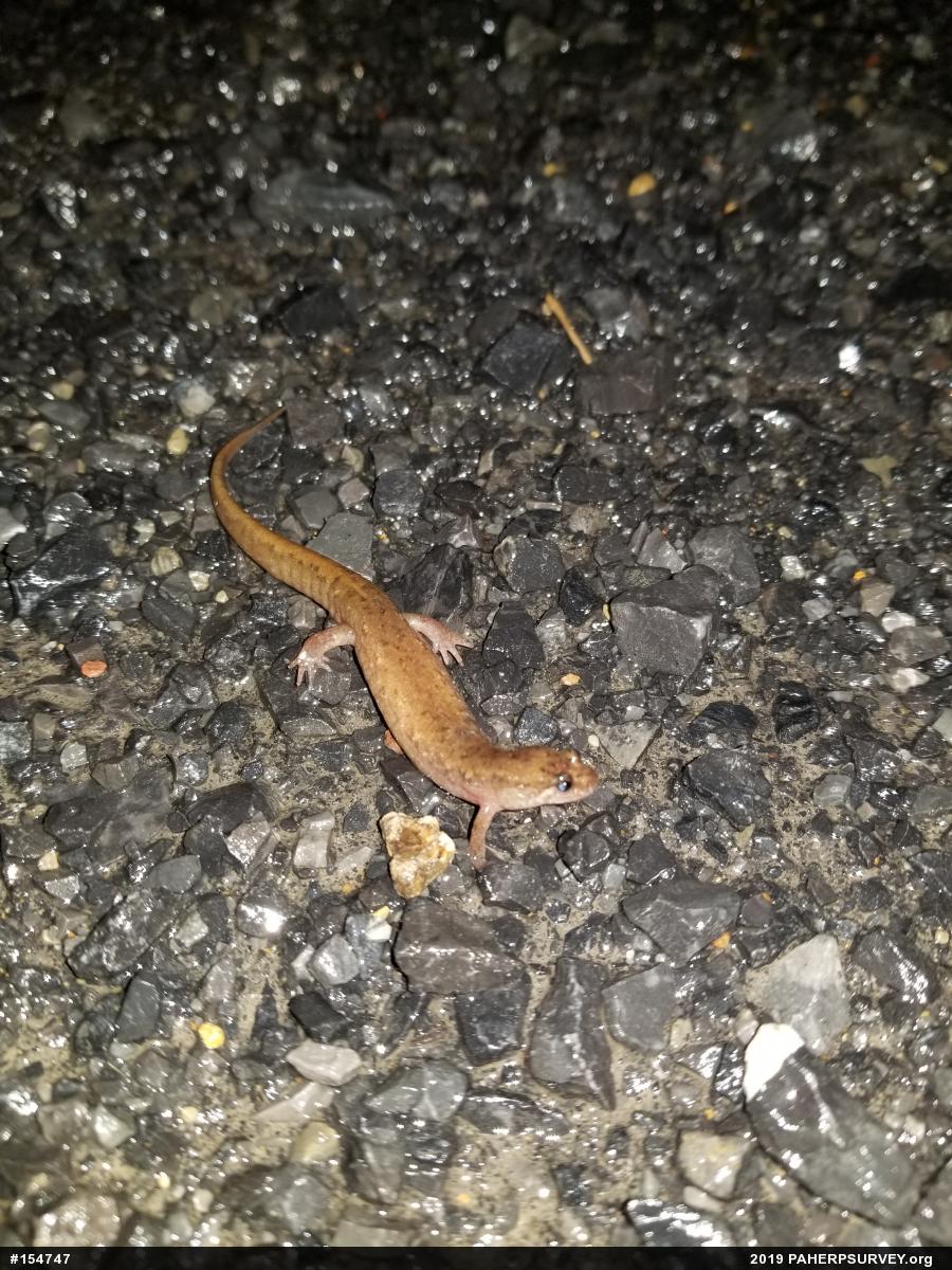 Northern Dusky Salamander