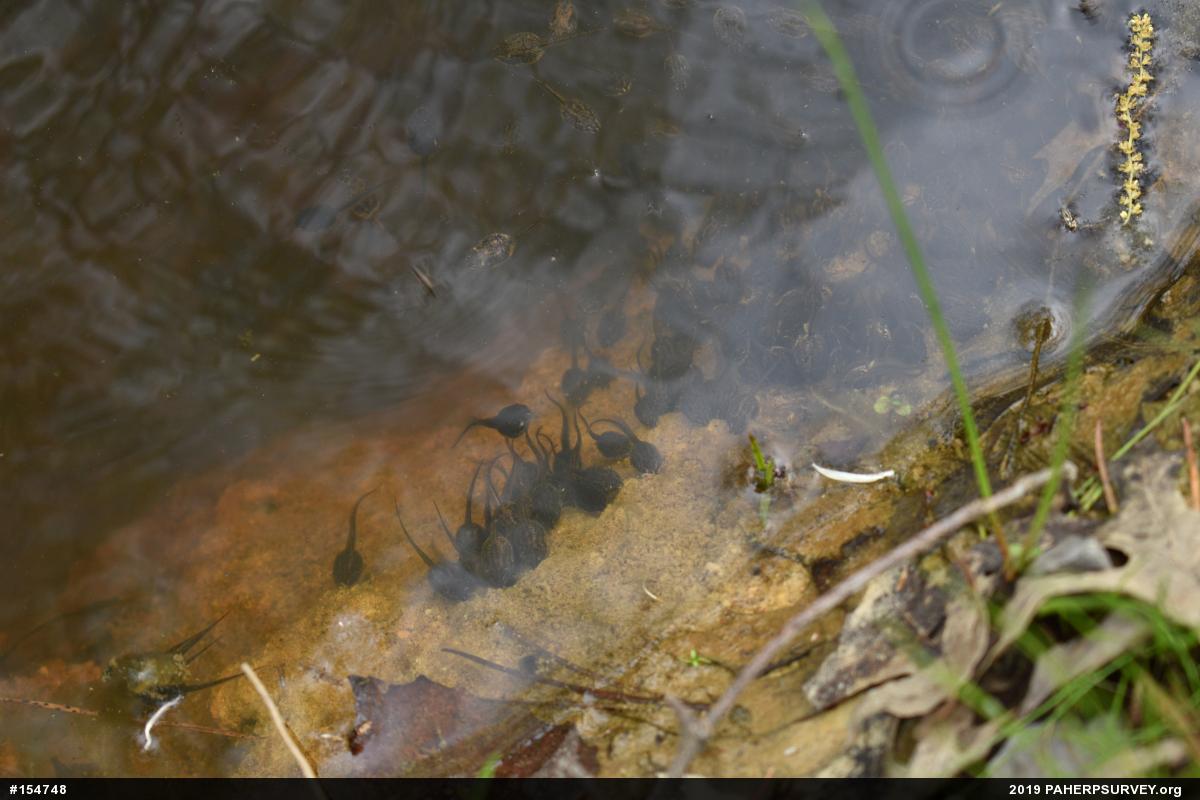 Wood Frog