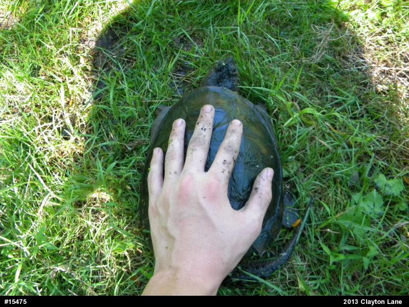 Snapping Turtle