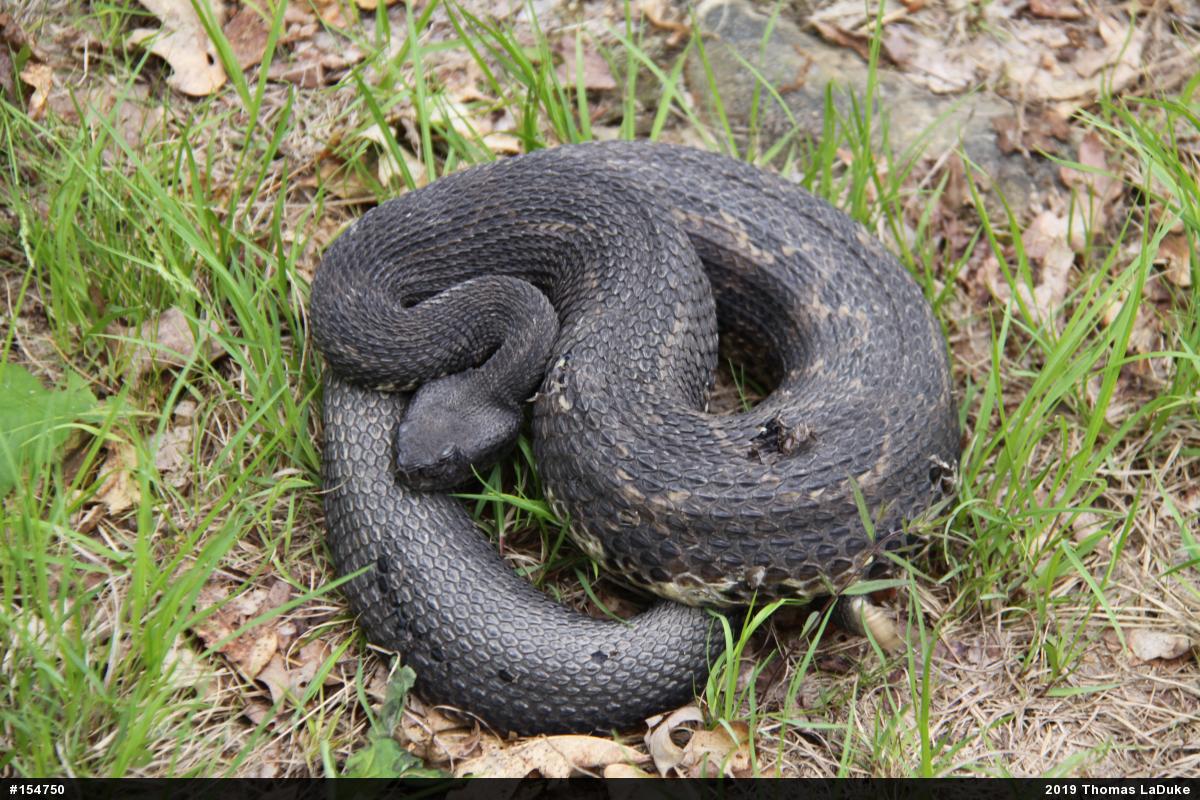 Timber Rattlesnake
