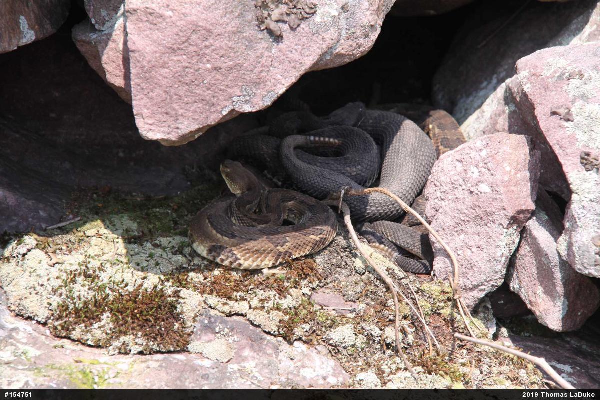 Timber Rattlesnake