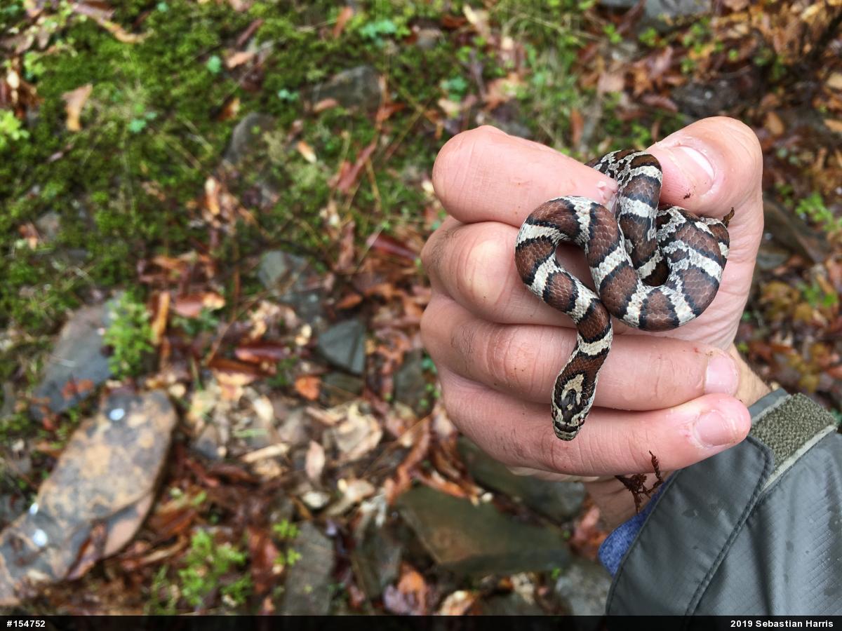 Eastern Milksnake