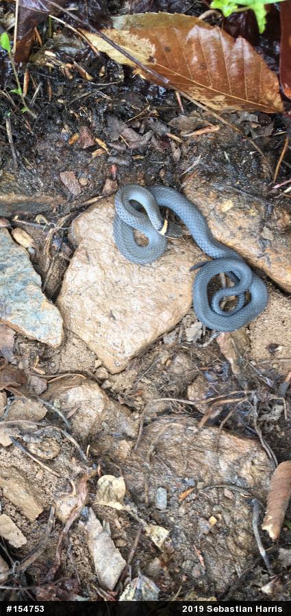 Northern Ring-necked Snake