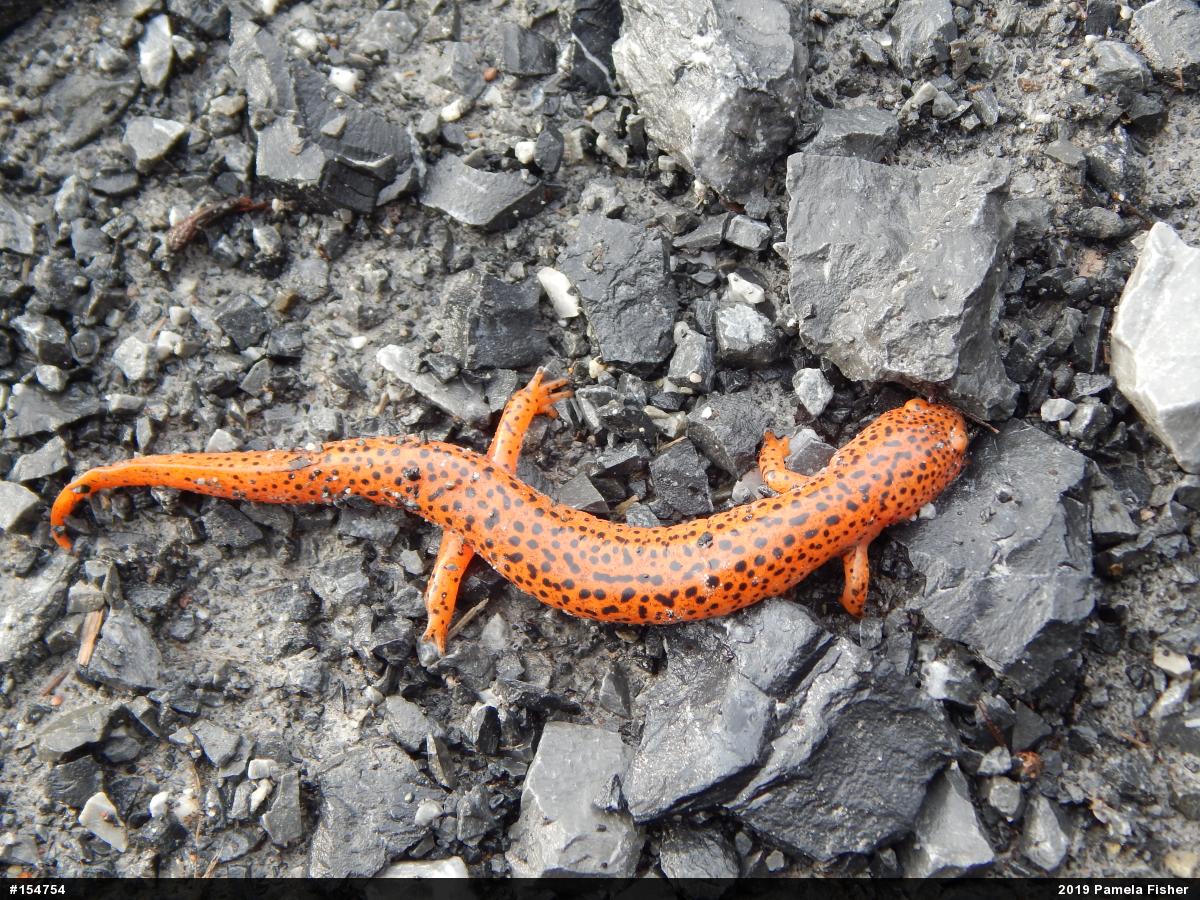 Northern Red Salamander