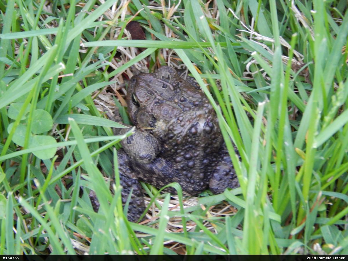Eastern American Toad