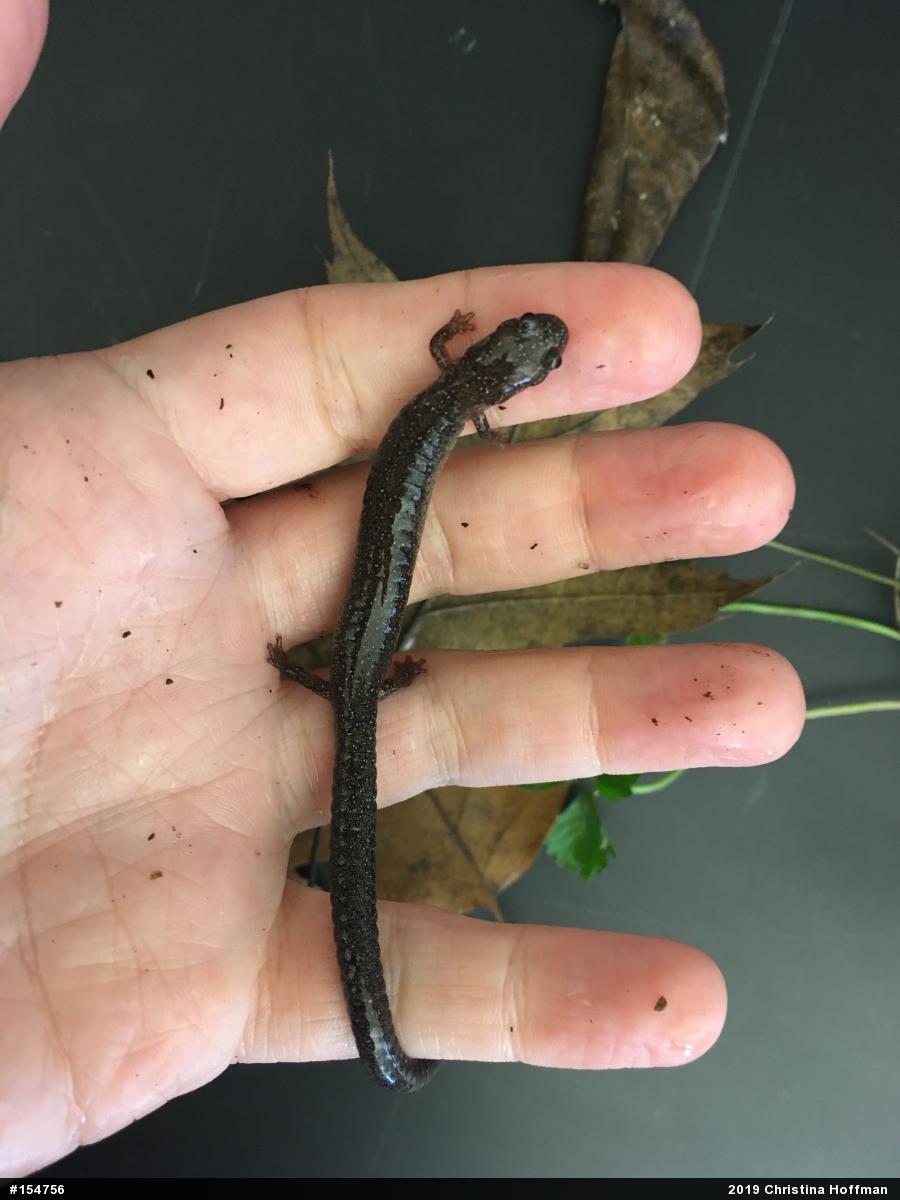 Eastern Red-backed  Salamander