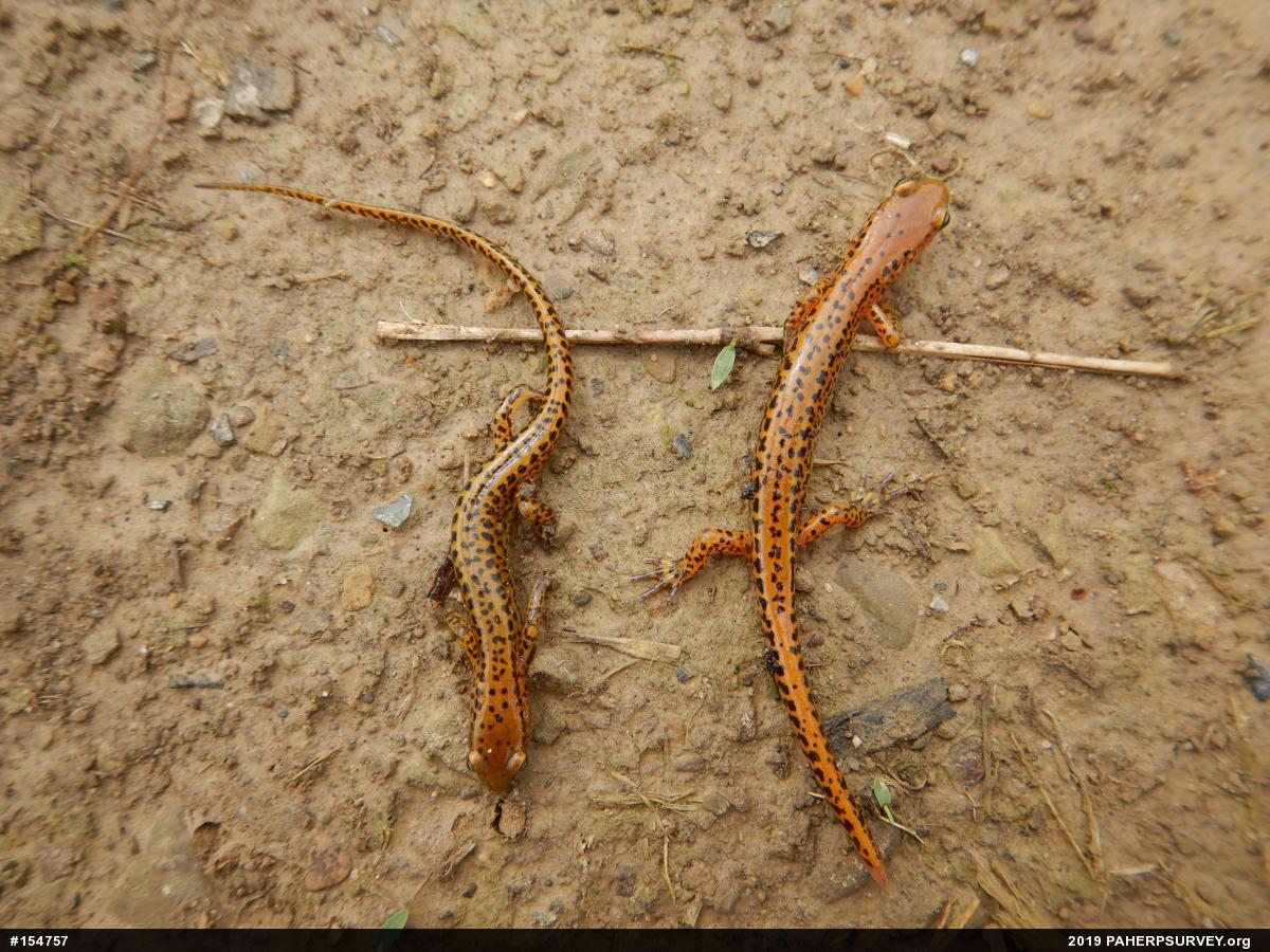 Eastern Long-tailed Salamander