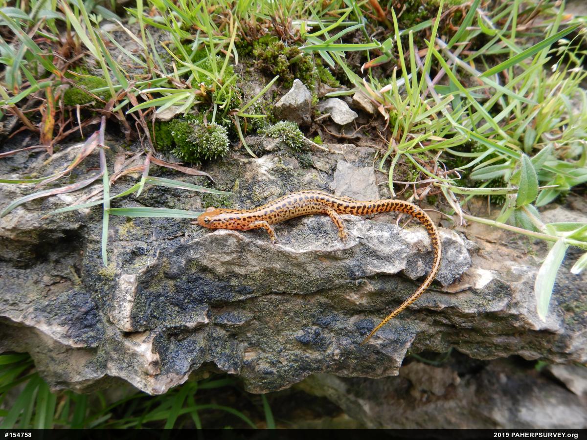 Eastern Long-tailed Salamander