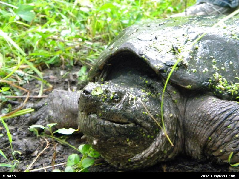Snapping Turtle