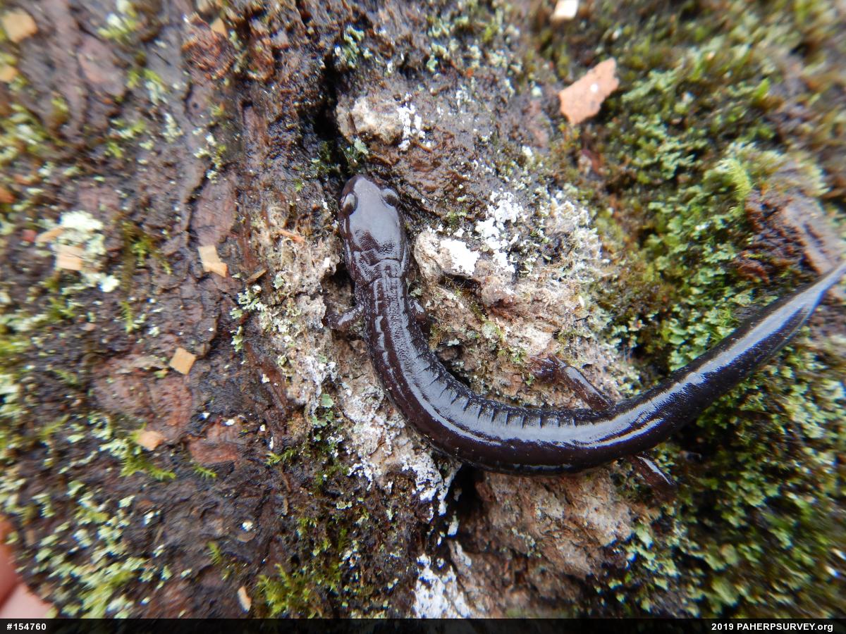 Eastern Red-backed  Salamander