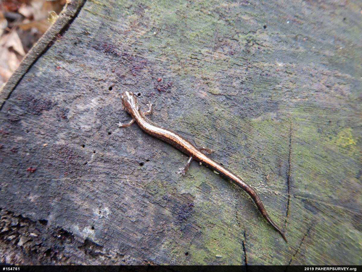 Eastern Red-backed  Salamander