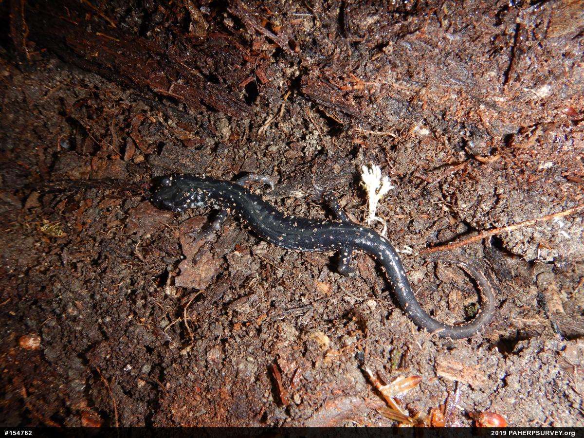 Northern Slimy Salamander