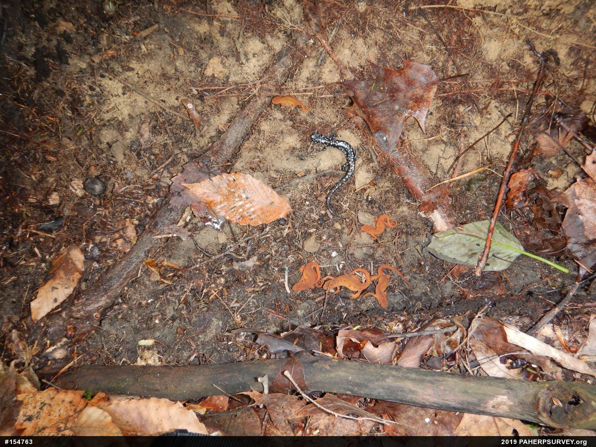 Red-spotted Newt