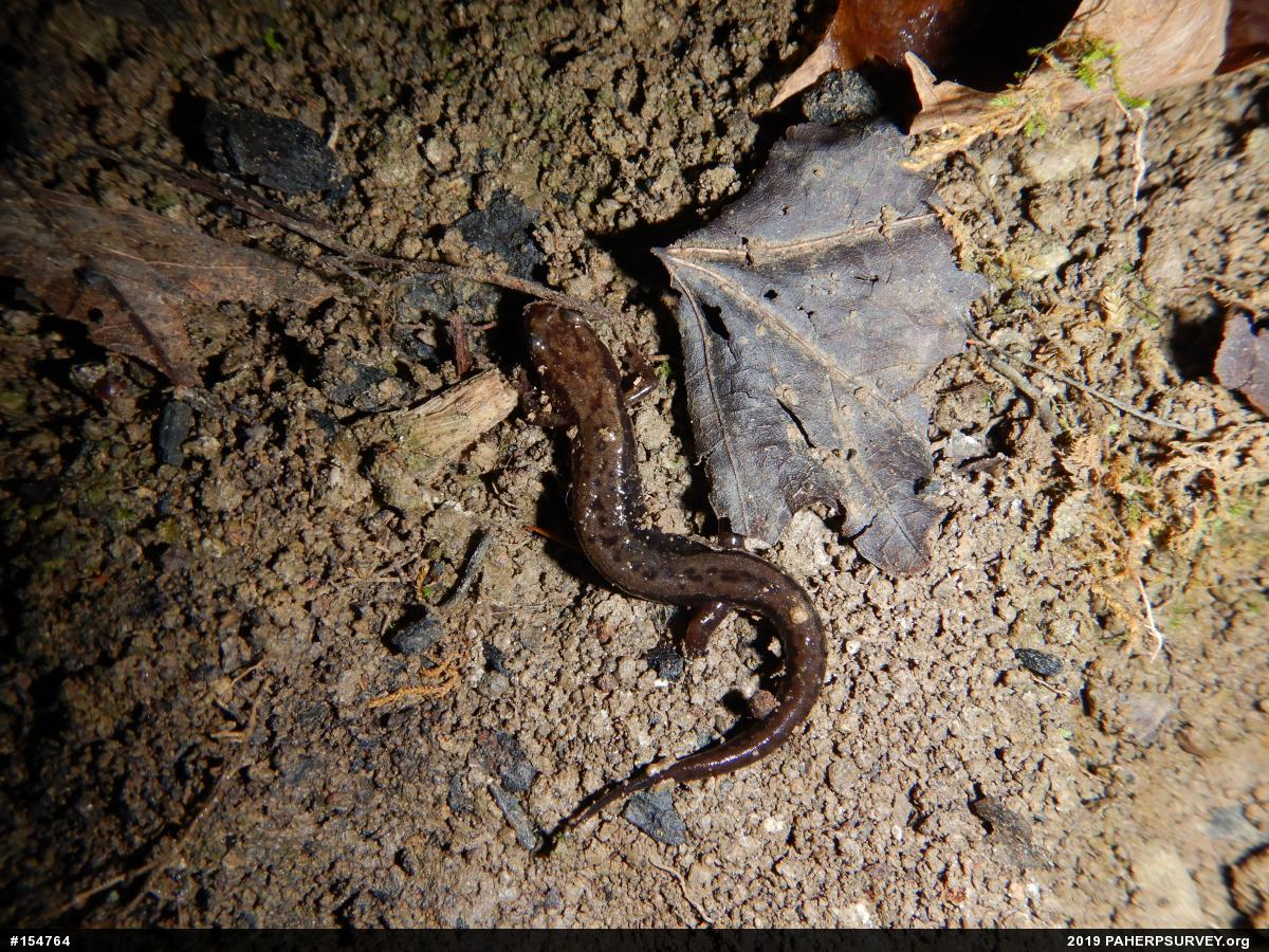 Allegheny Mountain Dusky Salamander