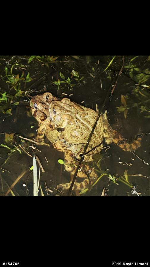 Eastern American Toad