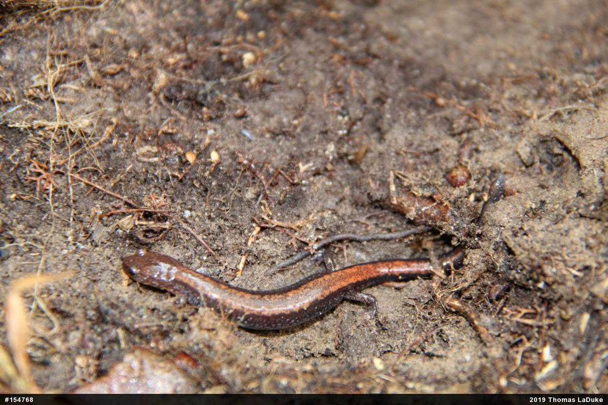 Eastern Red-backed  Salamander