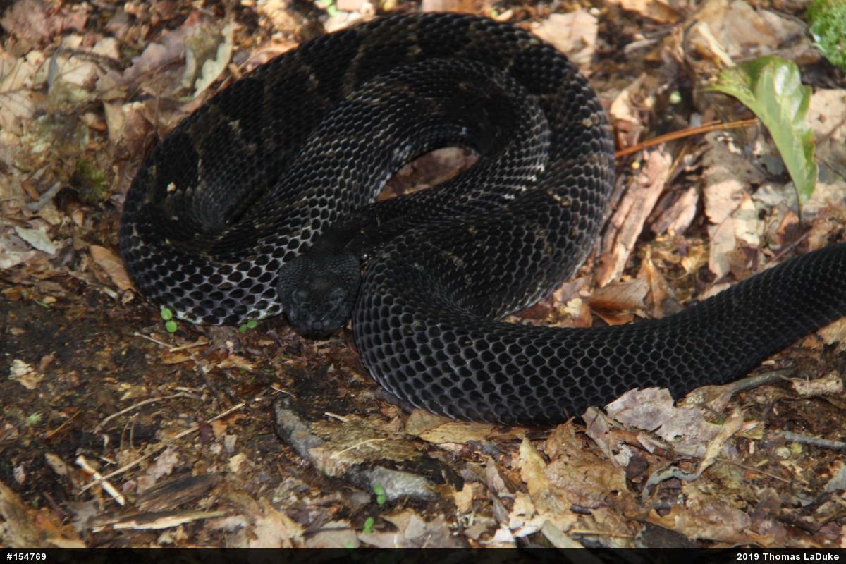 Timber Rattlesnake