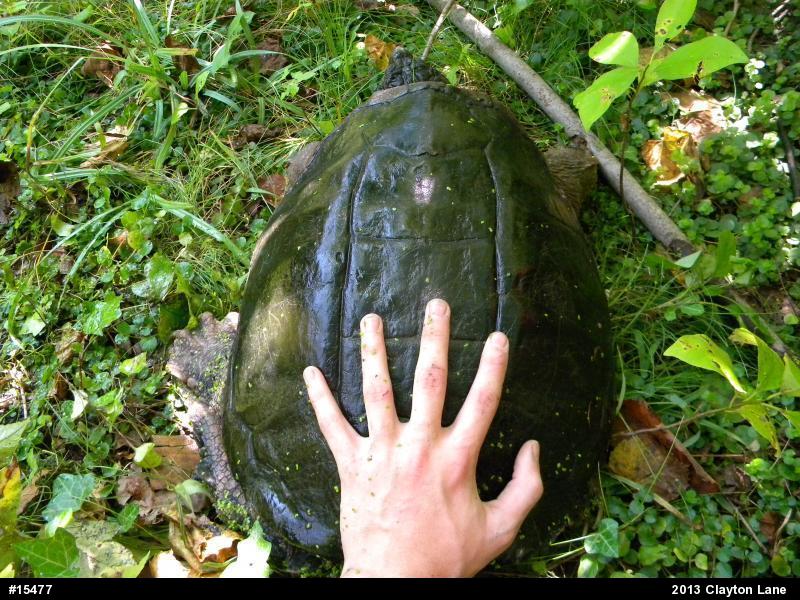 Snapping Turtle