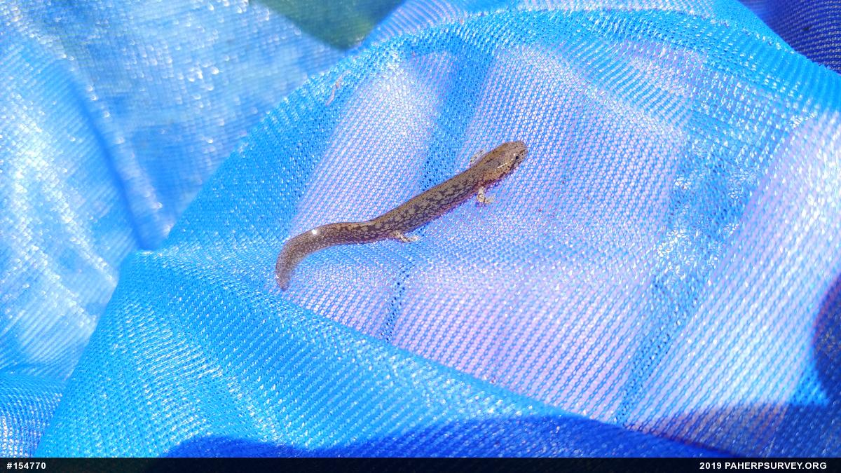 Northern Two-lined Salamander