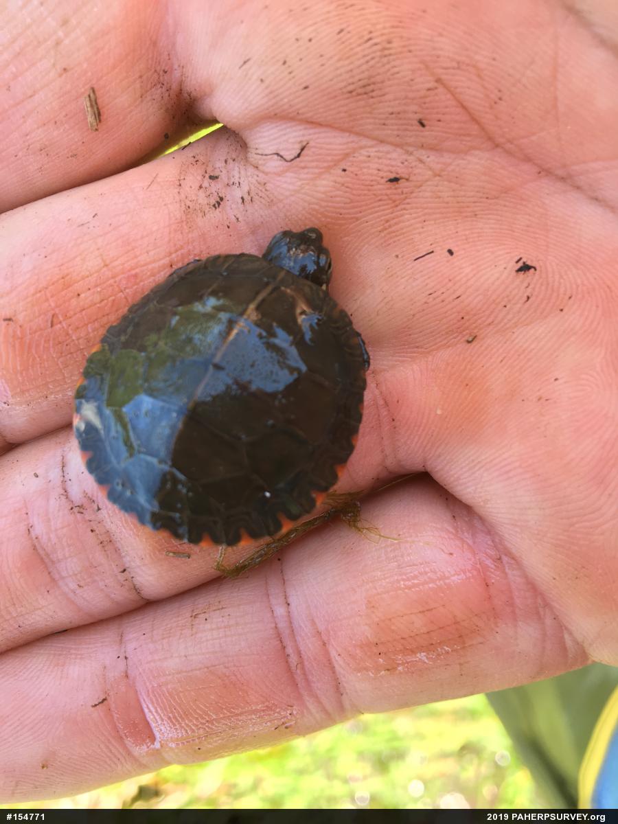 Eastern Painted Turtle