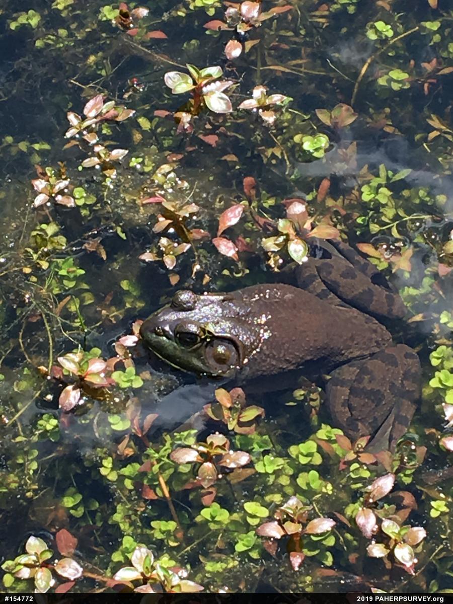 American Bullfrog