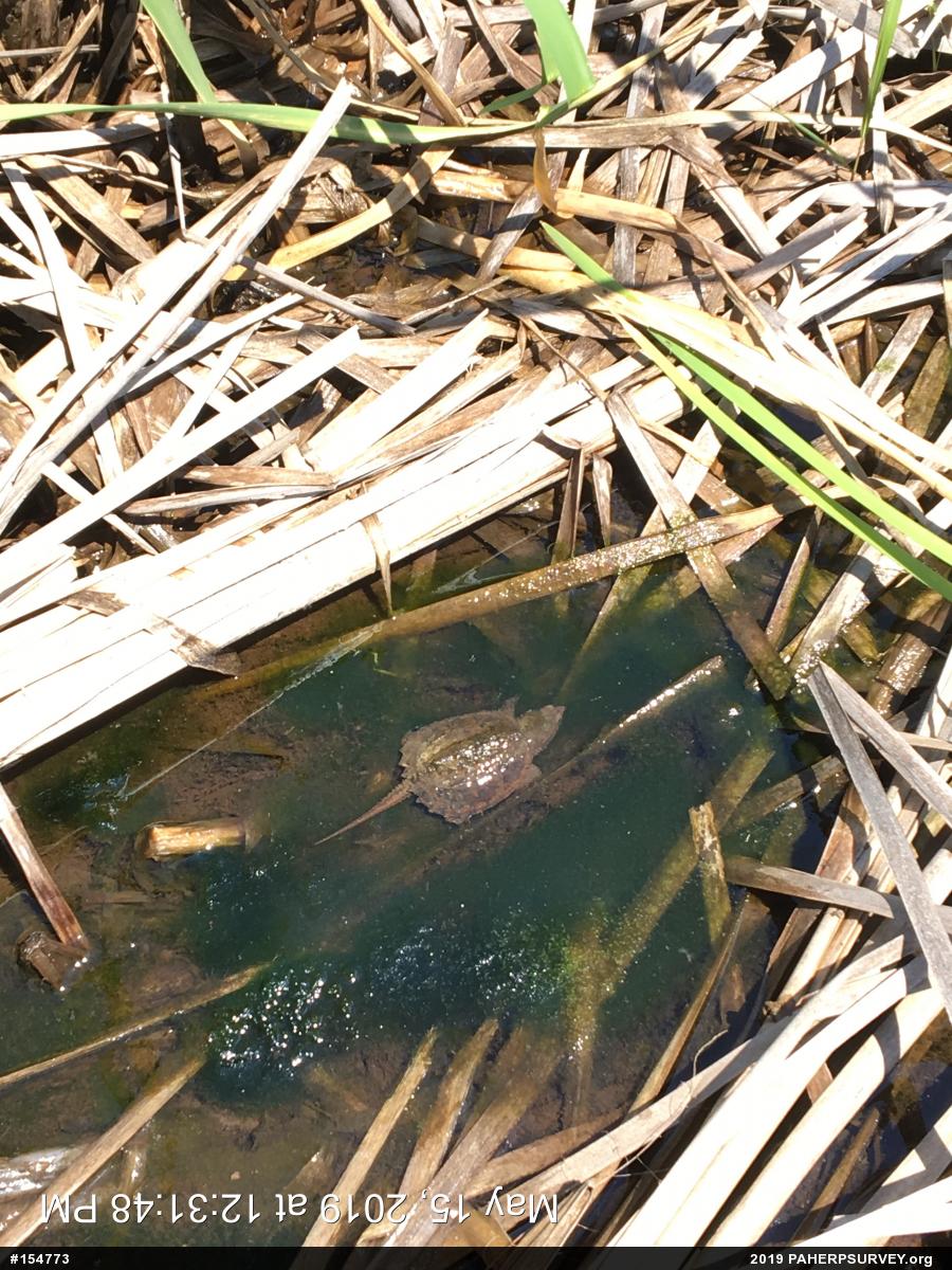 Snapping Turtle