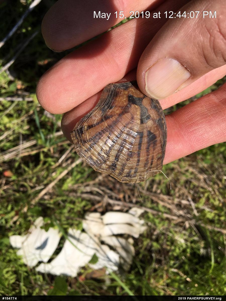 Eastern Box Turtle