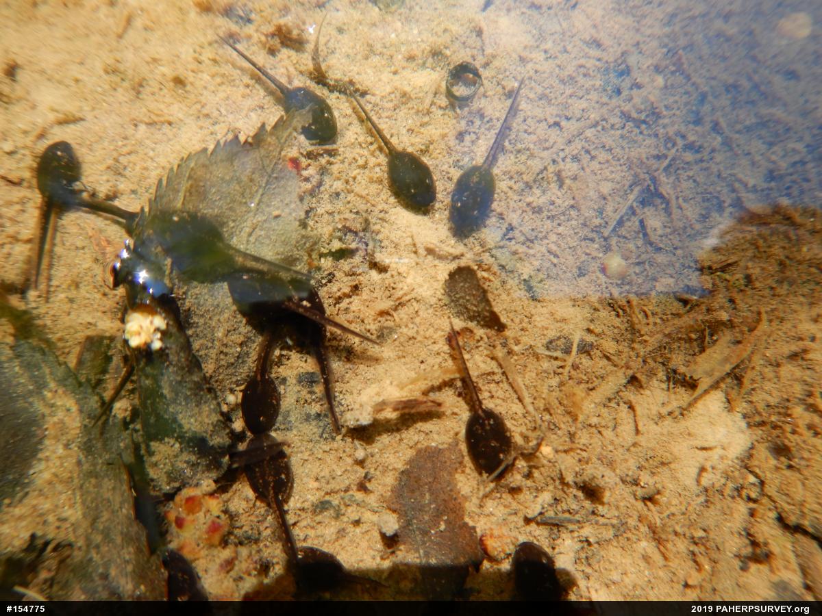 Eastern American Toad