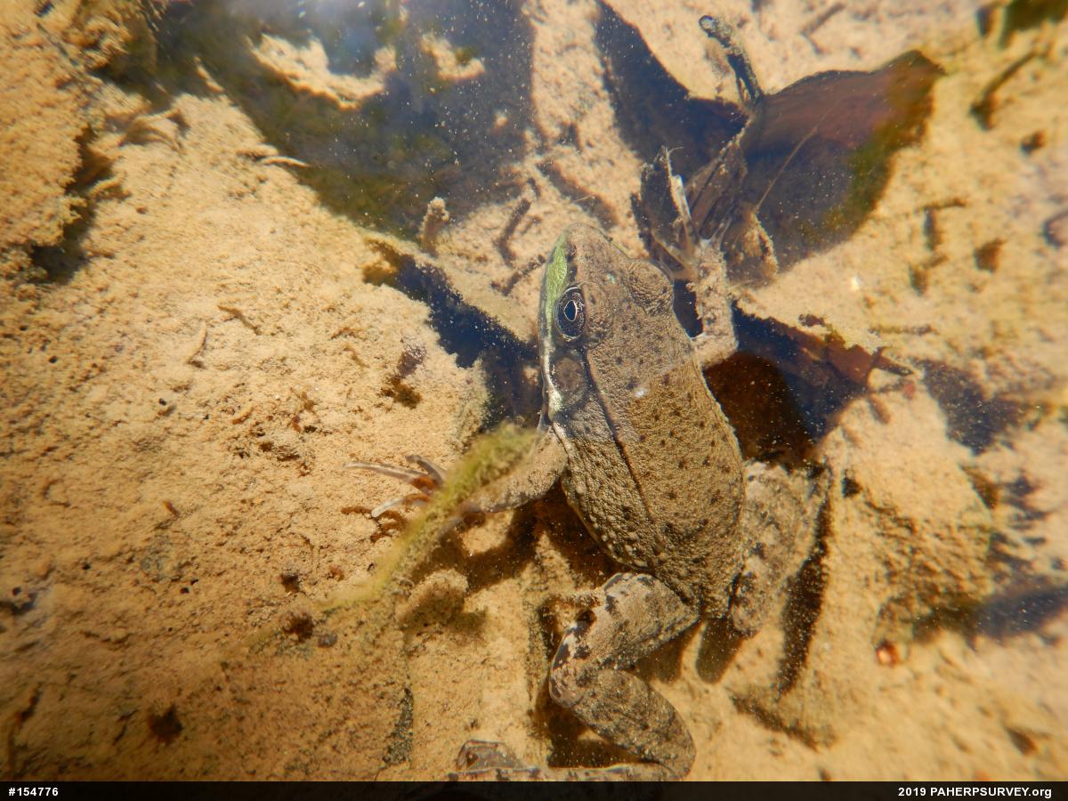 Green Frog