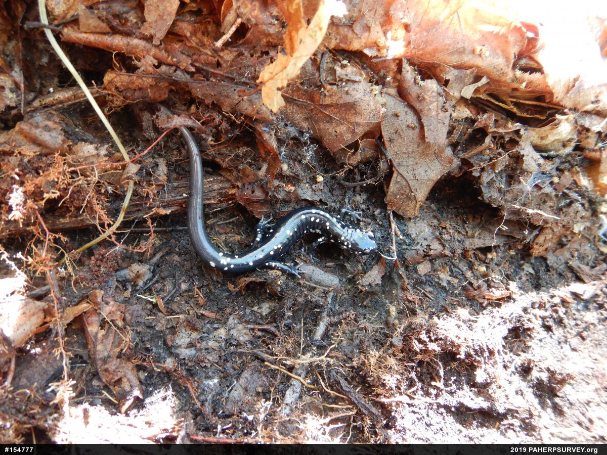 Northern Slimy Salamander