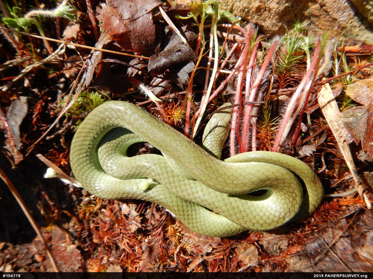 Smooth Greensnake