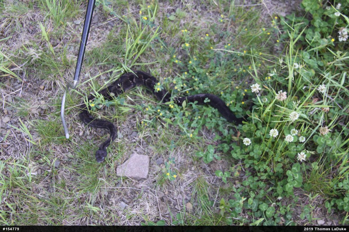 Timber Rattlesnake